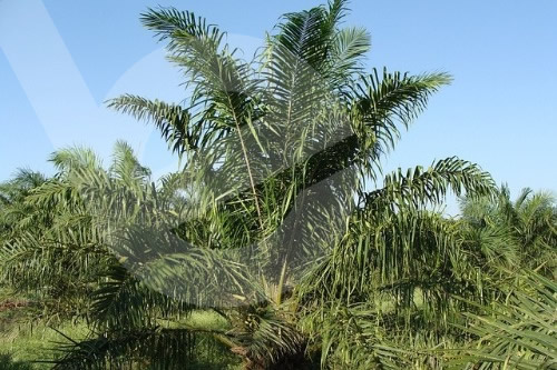 Crédito Palma